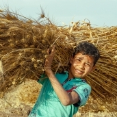 أطفال الصعيد يحتفلون بحصاد الذهب الأصفر