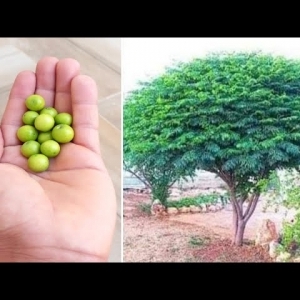 10 فوائد لزراعة شجرة الميليا أمام منزلك.. رائحة منعشة وطاردة للحشرات