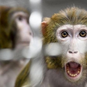 أعراض جدري القرود.. بعد تحذير السلطات الصحية من انتشاره في دول العالم