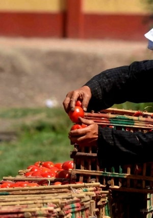 موسم حصاد الطماطم بقرى الغربية