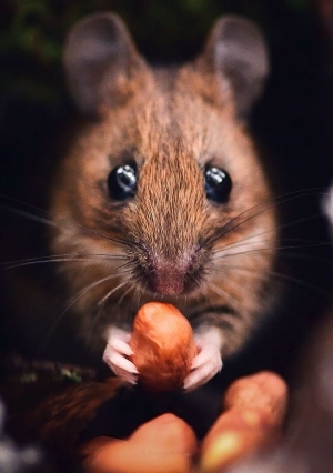 مصور فنلندي يعقد "صفقة مذهلة" مع حيوانات الغابة