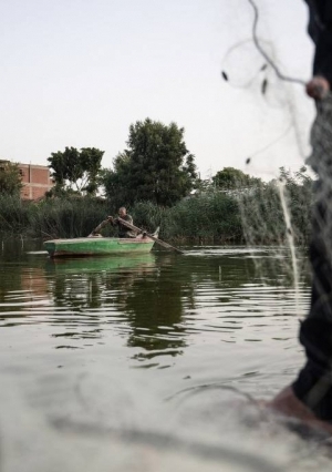 من نهر النيل لـ الشوي.. رحلة الأسماك في المنوفية