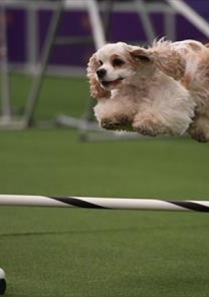 الكلبة "Fame" تفوز بمسابقة الرشاقة للكلاب في نيويورك