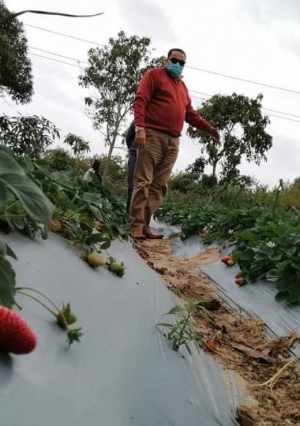 "الزراعة" : لأول مرة في دمياط.. نجاح تجربة زراعة الفراولة بالتنقيط