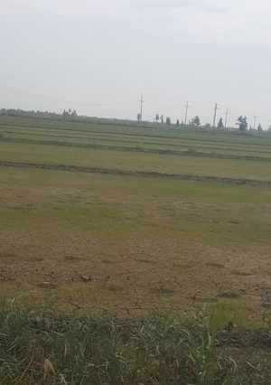 جفاف وتلف المحاصيل الزراعية بكفر الشيخ بسبب نقص مياه الري
