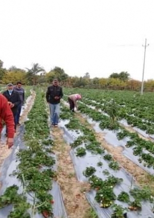 "الزراعة" : لأول مرة في دمياط.. نجاح تجربة زراعة الفراولة بالتنقيط