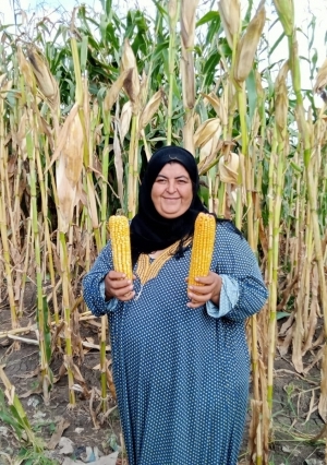 «الخير هل في الغطيان » بدء حصاد الذرة الأصفر والشامية  في كفر الشيخ 36 أردب للفدان