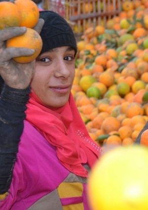 موسم حصاد البرتقال في قرية تفهنا العزب جنة الفواكه بالغربيه