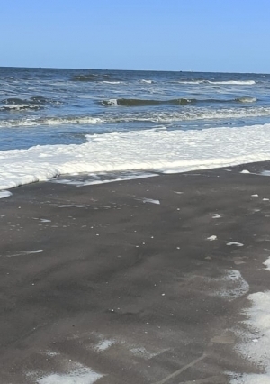 «زبد البحر» يظهر بكثافة على شواطئ بورسعيد
