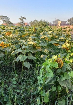 زراعة محصول عباد الشمس في الشرقية