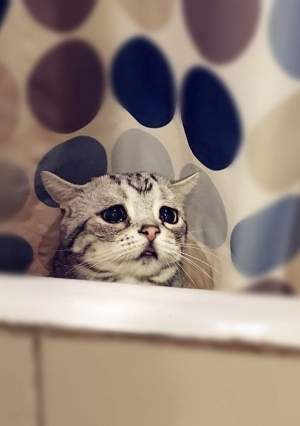 لوهو.. القطة الأكثر حزنا في العالم