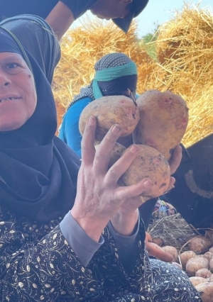 يا حلاوة الإيد الشقيانة.. موسم حصاد البطاطس في الغربية «خير بلدنا»
