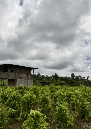 حصاد محصول «الكوكا» في كولومبيا.. هنا تُصنع المخدرا