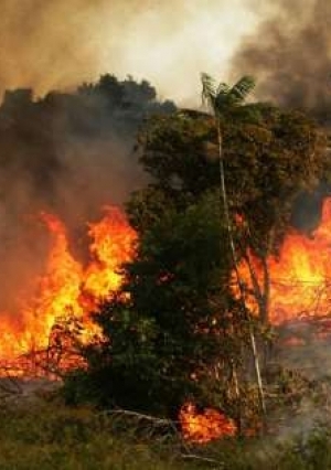 حريق غابات الامازون
