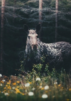 مصور فنلندي يعقد "صفقة مذهلة" مع حيوانات الغابة