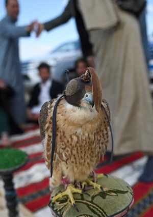 فيتشر سباق السرعة للطيور الجارحة بمنطقة برج العرب - تصوير احمد ناجي دراز