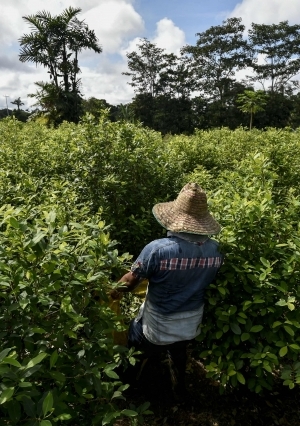 حصاد محصول «الكوكا» في كولومبيا.. هنا تُصنع المخدرا