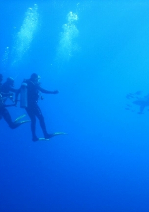 تدريب باحثو المحميات على التعامل مع اسماك القرش في البحر الأحمر