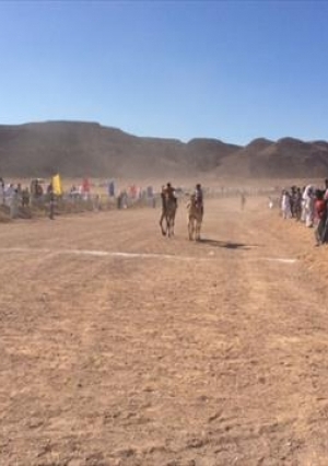 محافظ ومدير أمن جنوب سيناء يحضران سباق الهجن في نويبع