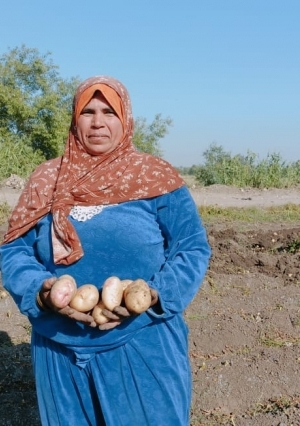 يا حلاوة الإيد الشقيانة.. موسم حصاد البطاطس في الغربية «خير بلدنا»