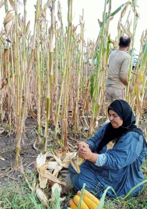 «الخير هل في الغطيان » بدء حصاد الذرة الأصفر والشامية  في كفر الشيخ 36 أردب للفدان
