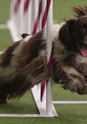 الكلبة "Fame" تفوز بمسابقة الرشاقة للكلاب في نيويورك