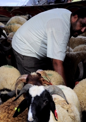 اضاحي العيد - الاضحية - تصوير احمد ناجي دراز