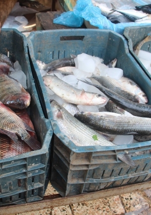 شويات الأسماك تتصدر المشهد في سوق السمك بالمحله نتيجه الطقس السيء