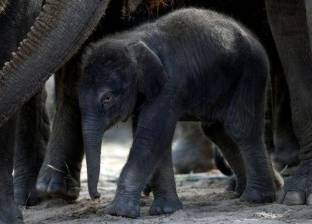 لأول مرة.. ولادة فيل "ذكر" في حديقة حيوان بلجيكية