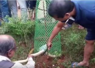 بالفيديو| أهالي قرية هندية ينقذون «ثعبان نادر» من الموت