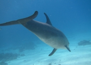 صور.. سائحون يرصدون ظهور القرش الحوتي مع الدلافين بشواطئ الغردقة