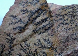 عالم نبات يكشف عن سر الشجيرات النافذة على الصخور بمنطقة التجلي الأعظم