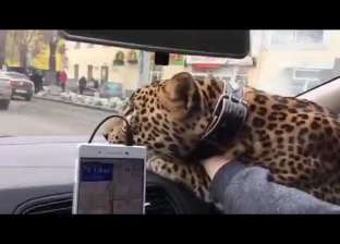 بالفيديو| روسي يصطحب فهدا في "تاكسي".. والسائق: "فرصة مبتجيش كتير"