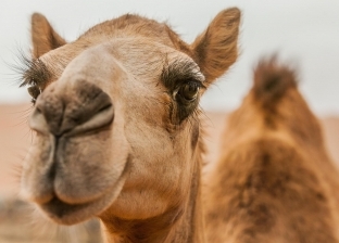 هل الجمل مخلوق من النار؟.. الرسول نهى عن الصلاة في مكان الإبل