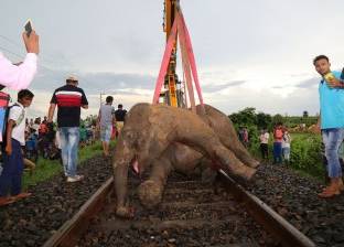 بالفيديو| دماء الأفيال على قضبان قطارات الهند