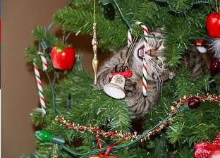 بالصور| "كريسماس بطعم التدمير".. قطط وكلاب تكره شجر الميلاد