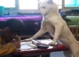 بالفيديو| كلبة تراقب طالبة مدرسية أثناء أداء واجباتها