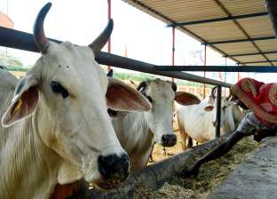 السلطات "الهندية" تفكر في بناء ملاجئ لرعاية "الأبقار" بالسجون