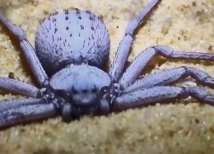 سرقة أخطر أنواع العناكب في العالم من متحف للحشرات في بنسلفانيا