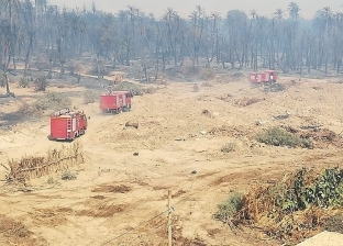 "الزراعة": احتراق 20 ألف نخلة على مساحة 150 فدانا بحريق "الراشدة"