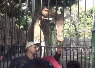 حدائق الحيوان: سنملأ بيت الزواحف بـ«ثعابين».. ونسعى لتدبير فيلة