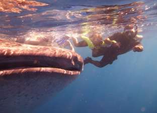 القرش الحوتي يعاود الظهور وسط سائحي الغردقة: "داعبهم 60 دقيقة"