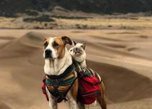 بالصور| صداقة نادرة بين كلب وقطة.. السفر يجمعهما