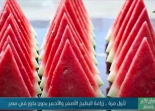 لأول مرة.. زراعة البطيخ الأصفر والأحمر دون بذور في مصر