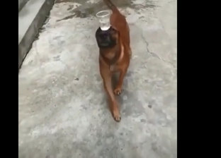 بالفيديو| كلب بارع في لعبة التوازن