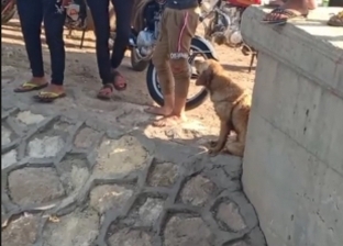 فيديو.. كلب يبكي صاحبه "نباحا" بعد غرقه في مياه ترعة بالدقهلية