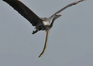 لقطات نادرة ترصد ثعبان البحر يحاول الخروج من معدة طائر بعد ابتلاعه
