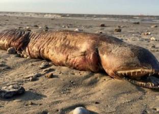 التوصل لحقيقة "مخلوق البحر الغامض" في تكساس الأمريكية