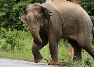 فيل يدافع عن مدربه بمهاجمة شخص يعتدي عليه