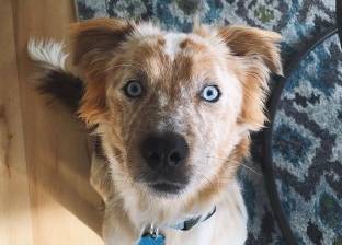 بالصور| فتاة تتبنى كلبا بـ"عيون زرقاء" في عيد ميلادها: "انجذبت له"